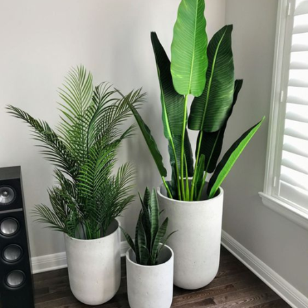 Picture for category Plants