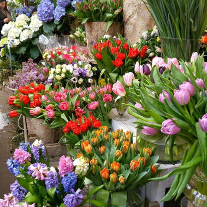 Picture of Flowers